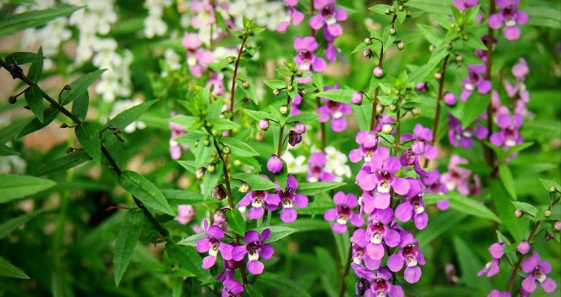 Hoa b&acirc;ng khu&acirc;ng cho 1 t&igrave;nh y&ecirc;u mơ tưởng