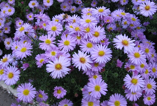 Hoa thạch thảo cho tình yêu giản dị