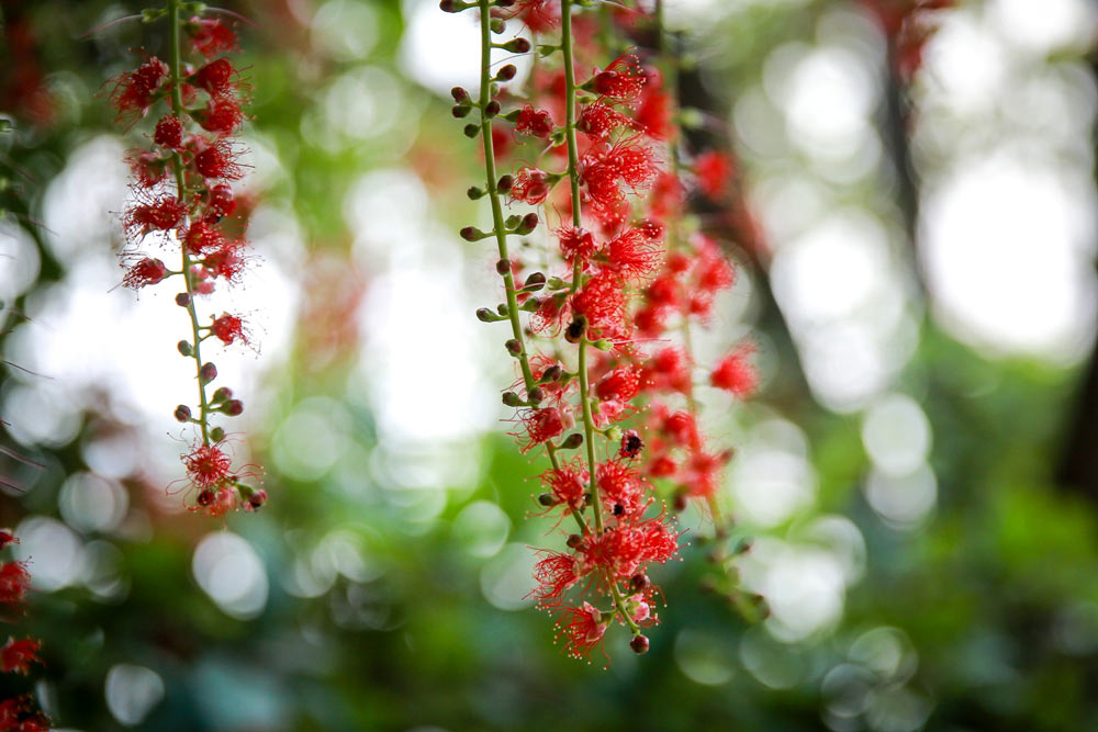 Hoa lộc vừng cho một t&igrave;nh y&ecirc;u thủy chung