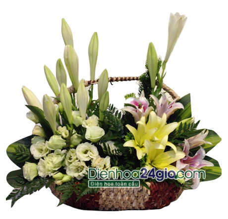 hoa loa k&egrave;n đẹp