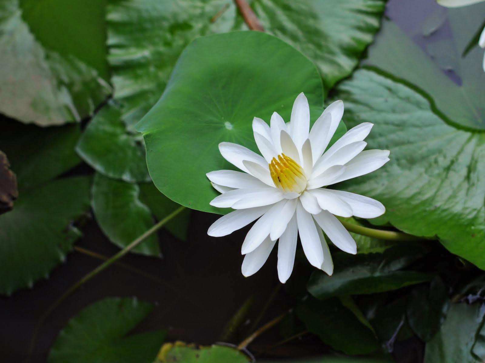 Sự tích hoa súng