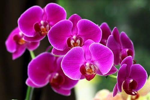 Truyền thuyết hoa lan hồ điệp