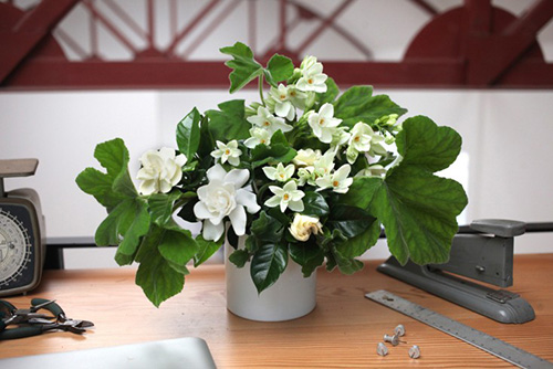 Tránh chọn những loại cây khó sống và không hợp phong thủy