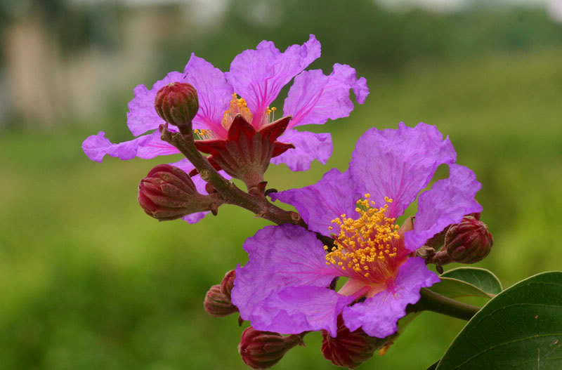 Hoa bằng lăng t&iacute;m
