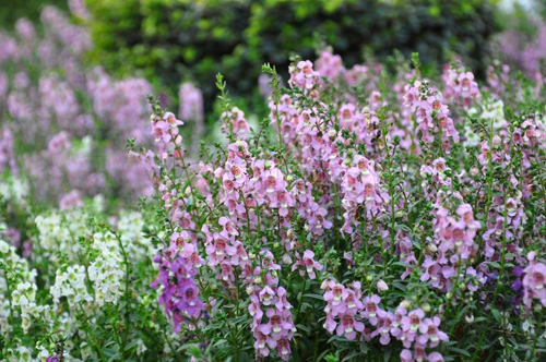 Hoa b&acirc;ng khu&acirc;ng m&agrave;u t&iacute;m