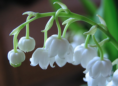 truyền thuyết hoa lan chu&ocirc;ng