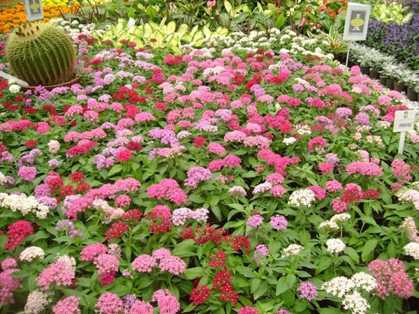 Các công viên trong thành phố