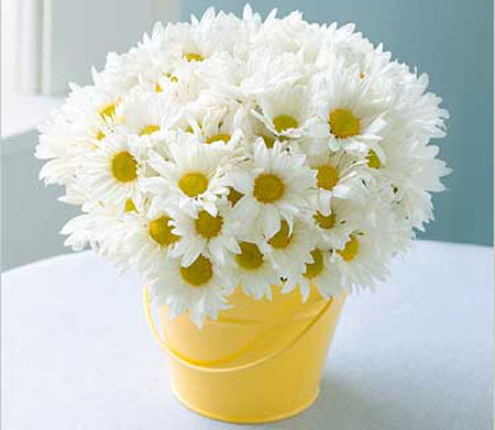 hoa c&uacute;c trang tr&iacute; tiểu cảnh