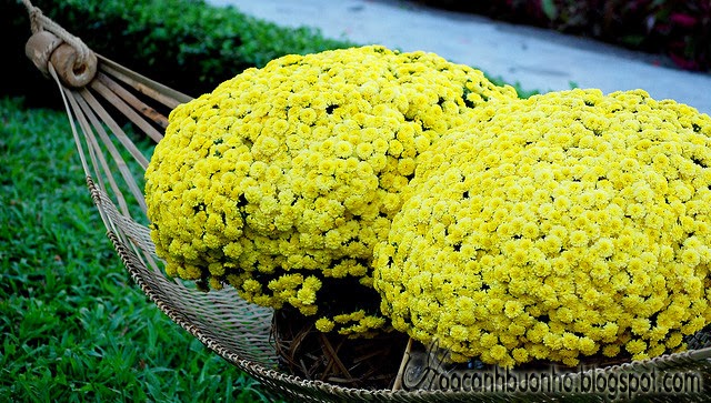hoa cúc mâm xôi