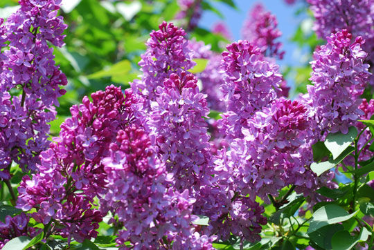 Ý nghĩa hoa tử đinh hương