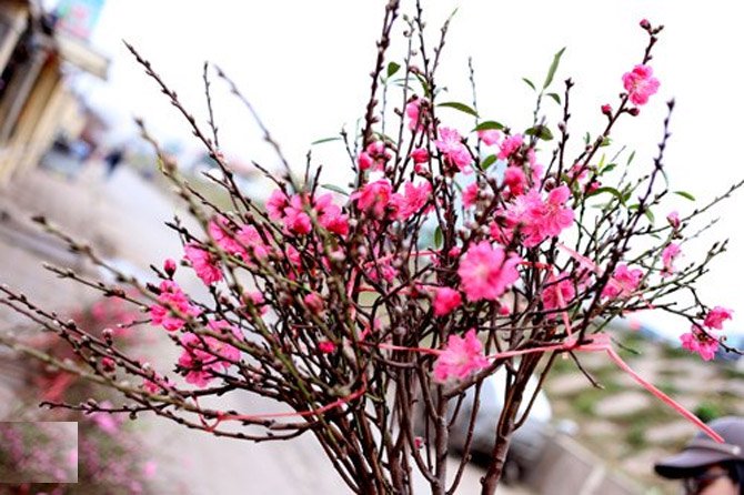 hoa đào chỉ nở vào dịp tết