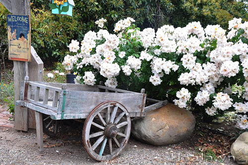 Chọn hoa theo sở th&iacute;ch c&ocirc; ấy