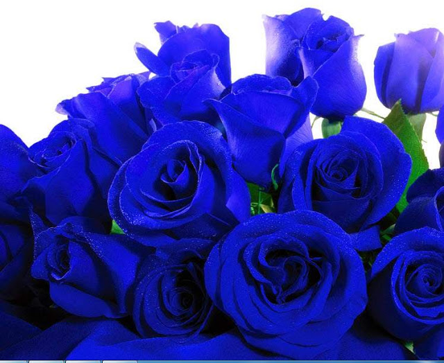 Chọn mua hoa tươi dành tặng cho cô học trò