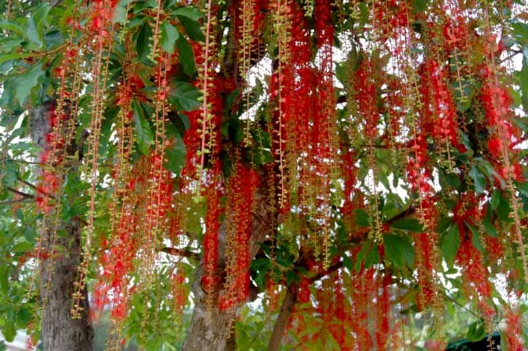 dải hoa lộc vừng tươi tắn