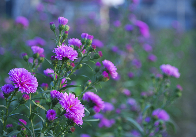 Hoa thạch thảo duyên dáng