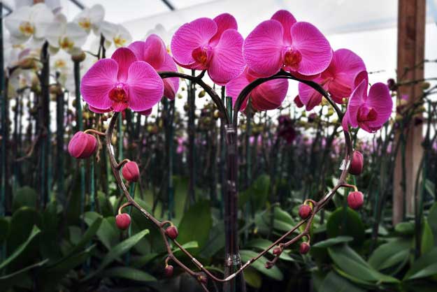 &Yacute; nghĩa lan hồ điệp