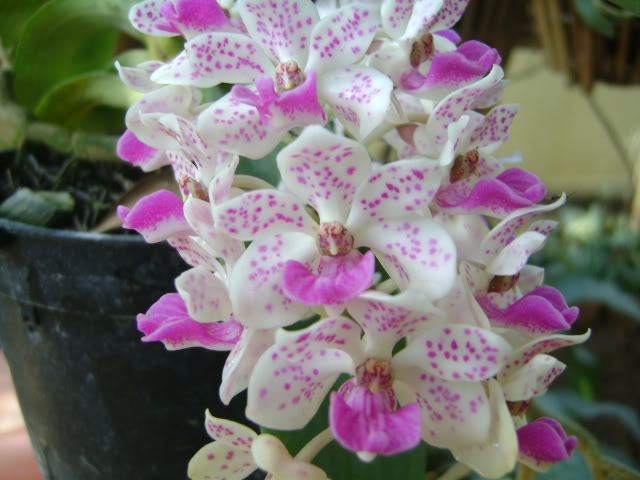 &Yacute; nghĩa hoa lan đốm