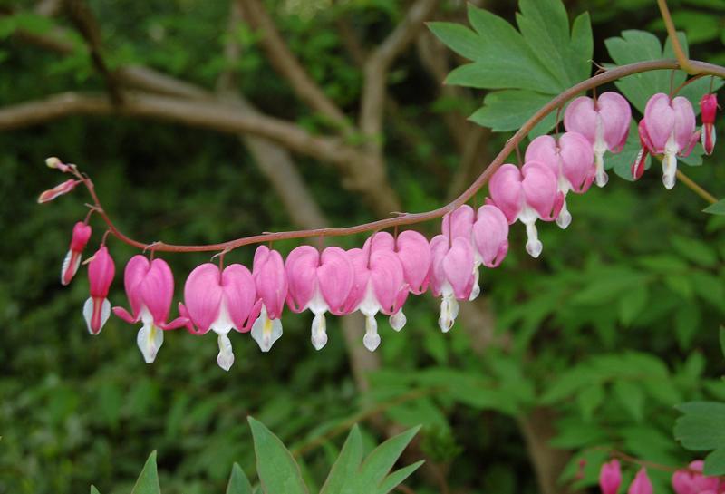 Tại sao hoa tigon luôn gục đầu