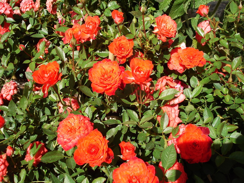 Tặng hoa hồng tỉ muội cho bạn th&acirc;n