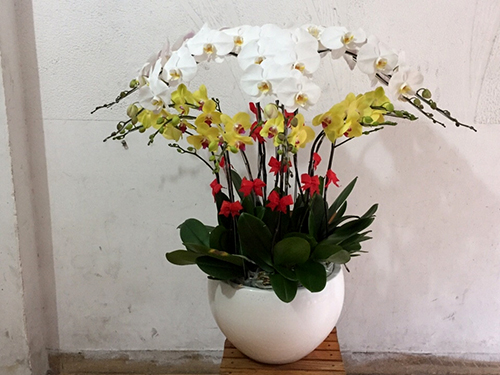 Hoa lan hồ điệp